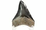Serrated, Fossil Megalodon Tooth - Georgia #78214-1
